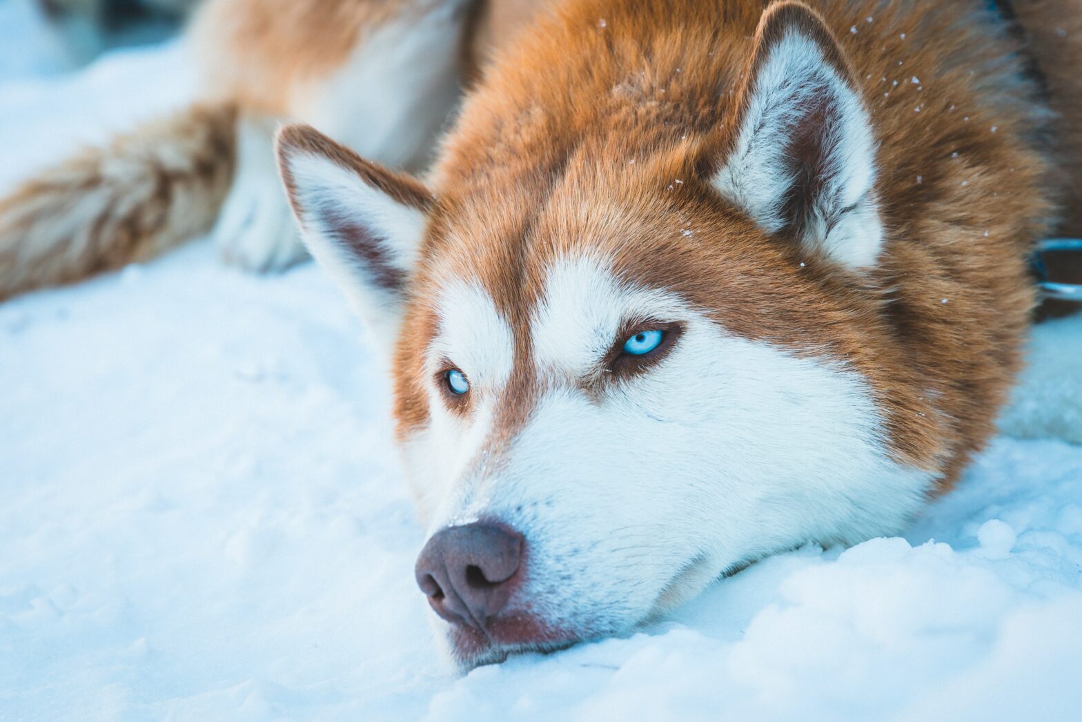 Breckenridge Husky